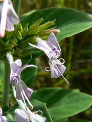 Hypoestes