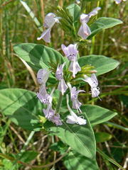 Hypoestes