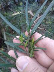 Podocarpus spinulosus