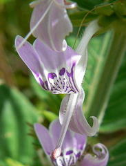 Hypoestes
