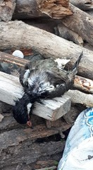 Vanellus indicus atronuchalis