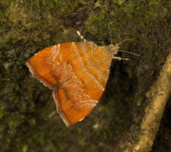 Choreutis achyrodes