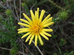 Cullumia setosa setosa