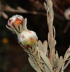 Leucadendron nitidum