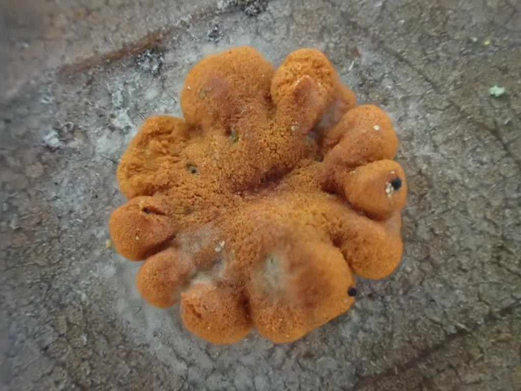 Aschersonia badia