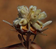 Leucadendron nitidum