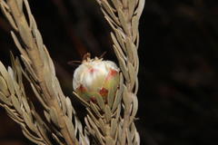 Leucadendron nitidum