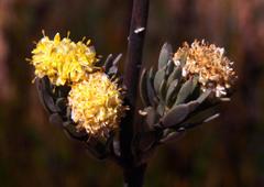 Leucadendron nitidum