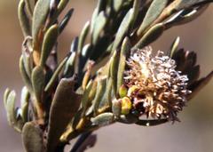 Leucadendron nitidum