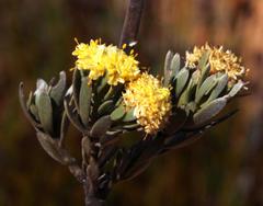 Leucadendron nitidum