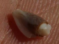 Leucadendron nitidum