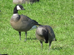 Branta hutchinsii leucopareia