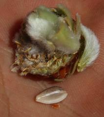 Leucadendron nitidum