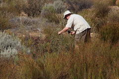 Leucadendron nitidum