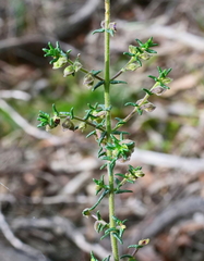 Prostanthera decussata