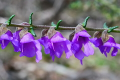 Prostanthera decussata