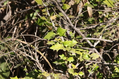 Alchornea ilicifolia