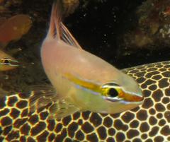 Ostorhinchus apogonoides