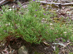 Prostanthera decussata