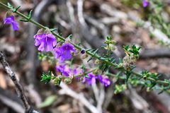 Prostanthera decussata