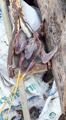 Vanellus indicus atronuchalis