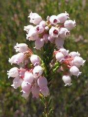 Erica verecunda