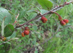 Cotoneaster integerrimus