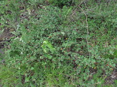 Cotoneaster integerrimus