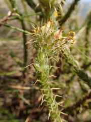 Cullumia reticulata