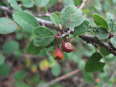 Cotoneaster integerrimus