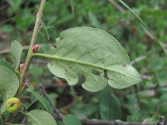 Cotoneaster integerrimus