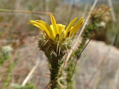 Cullumia reticulata