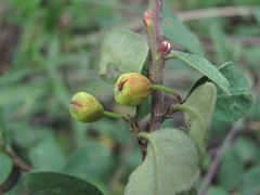 Cotoneaster integerrimus