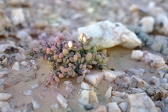 Portulacaria pygmaea