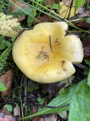 Russula lutea