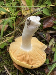 Russula lutea