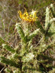 Cullumia reticulata