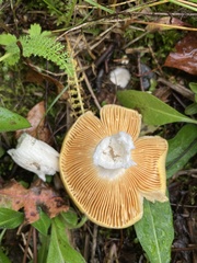 Russula lutea