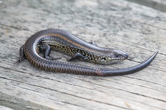 Lissolepis coventryi