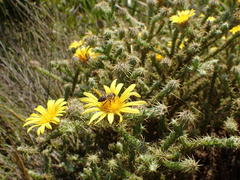 Cullumia reticulata