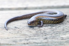 Lissolepis coventryi