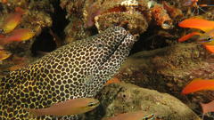 Gymnothorax favagineus
