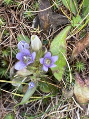 Gentianella ramosa