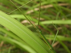 Baculomia siamensis