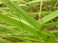 Baculomia siamensis
