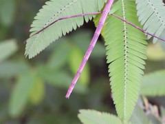 Baculomia