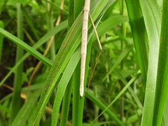Baculomia