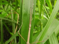 Baculomia