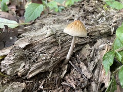 Bolbitius variicolor