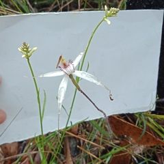 Caladenia rigida